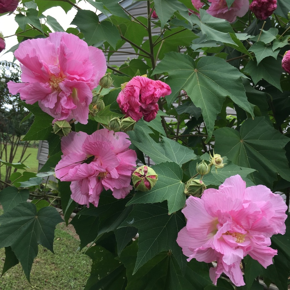 Meet your Posher, Bernette